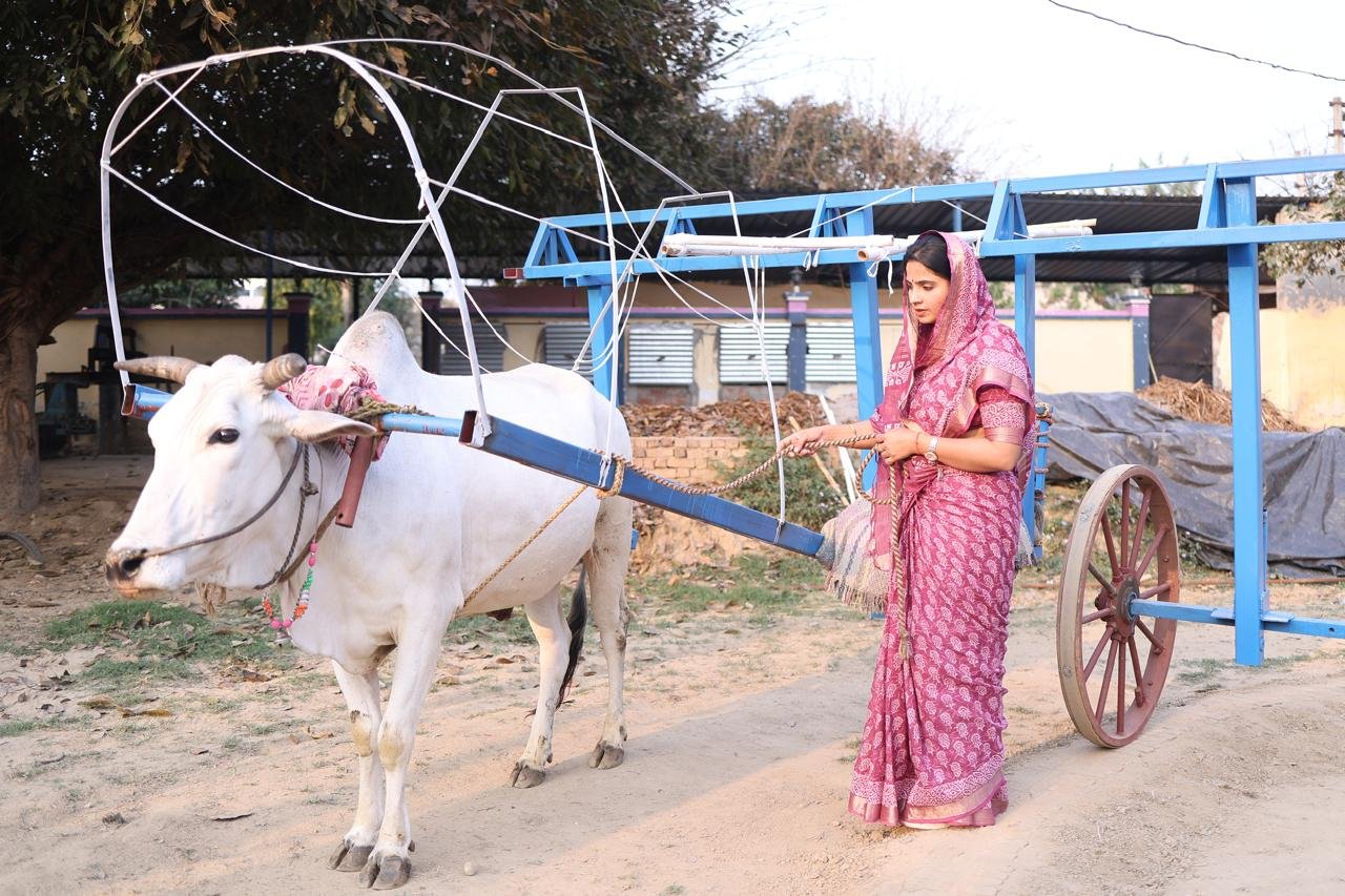 Bull-Driven Stone Mill – Nutritious Flour Production